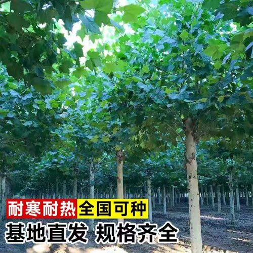 法国梧桐树悬铃木树苗大树庭院风景行道园林绿化苗木中国青桐法桐 - 图1