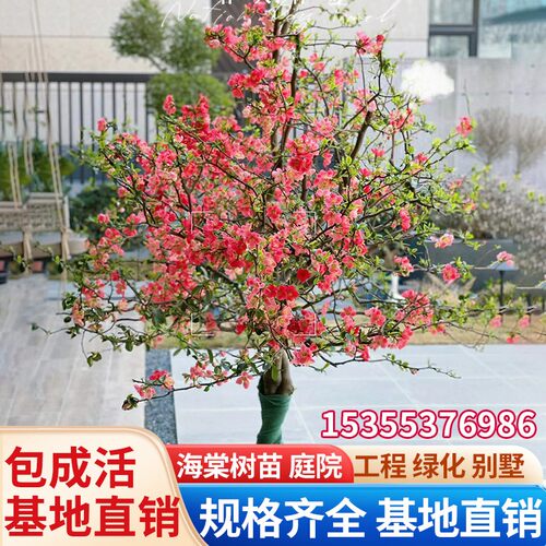 海棠花树苗西府垂丝四季海棠花苗别墅庭院盆栽北美耐寒大型风景树 - 图0