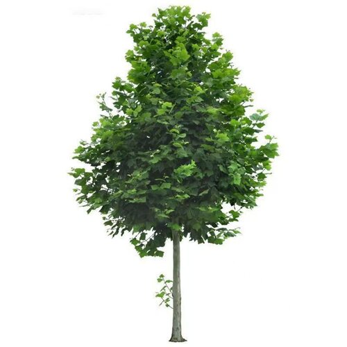 法国梧桐树悬铃木树苗大树庭院风景行道园林绿化苗木中国青桐法桐 - 图3