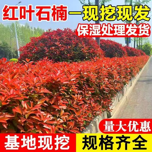 路道别墅红叶石楠球形大小树苗金黄杨女贞冬青四季火焰红室外庭院 - 图1