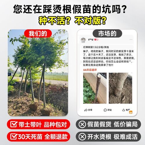 红榉树苗血举小苗别墅庭院行道大型耐寒彩叶绿化风景树小叶榉树苗 - 图0