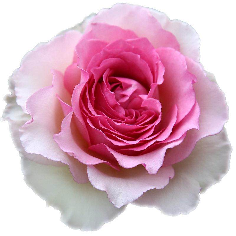 海蒂的花园 罗衣爬藤月季浓香花量大抗病拱门花墙花柱植物盆栽,淘宝优惠券,粉丝福利购,淘宝优惠卷