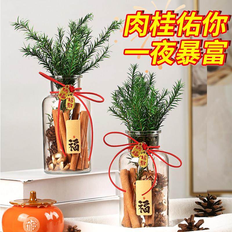 肉桂生财摆件桂皮发财瓶子招财玻璃瓶diy材料办公桌卧室送女友,淘宝优惠券,粉丝福利购,淘宝优惠卷