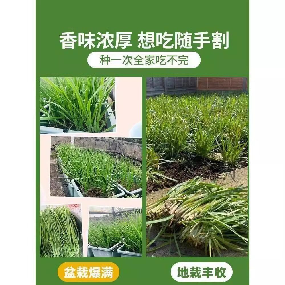 四季韭菜种子反复收割宽叶大小叶红根紫根韭菜阳台盆栽蔬菜种籽孑,淘宝优惠券,粉丝福利购,淘宝优惠卷