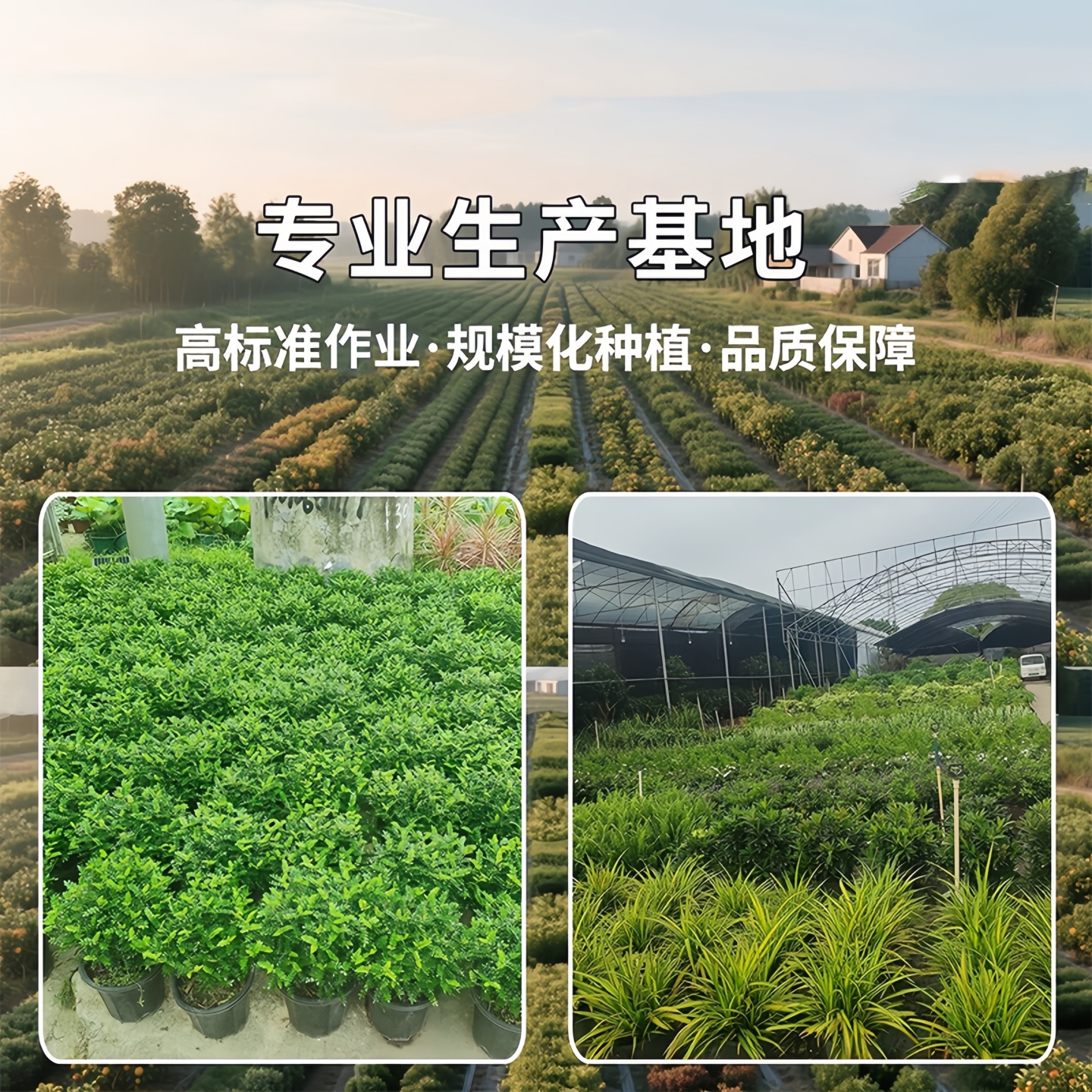 金钱树盆栽客厅大型招财树绿植办公室内桌面盆景摇钱串子好养植物 - 图3