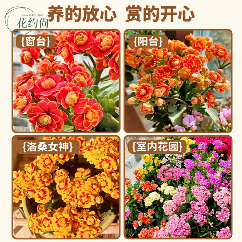 新品长寿花盆栽重瓣大花带花苞花苗室内开花多肉好养花卉鲜花绿植,淘宝优惠券,粉丝福利购,淘宝优惠卷
