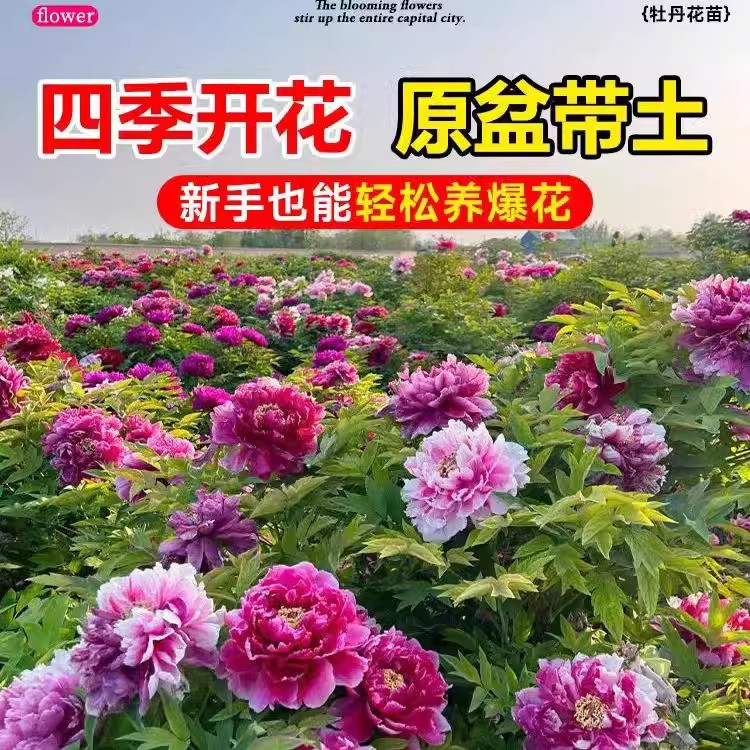 牡丹花大苗盆栽洛阳正宗老桩庭院室内外花种四季重瓣花卉牡丹树苗,淘宝优惠券,粉丝福利购,淘宝优惠卷