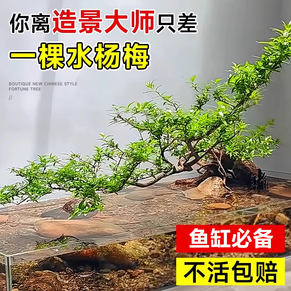 水杨梅水培植物绿植老桩鱼缸造景树水陆装饰水草微型水生树苗盆栽,淘宝优惠券,粉丝福利购,淘宝优惠卷