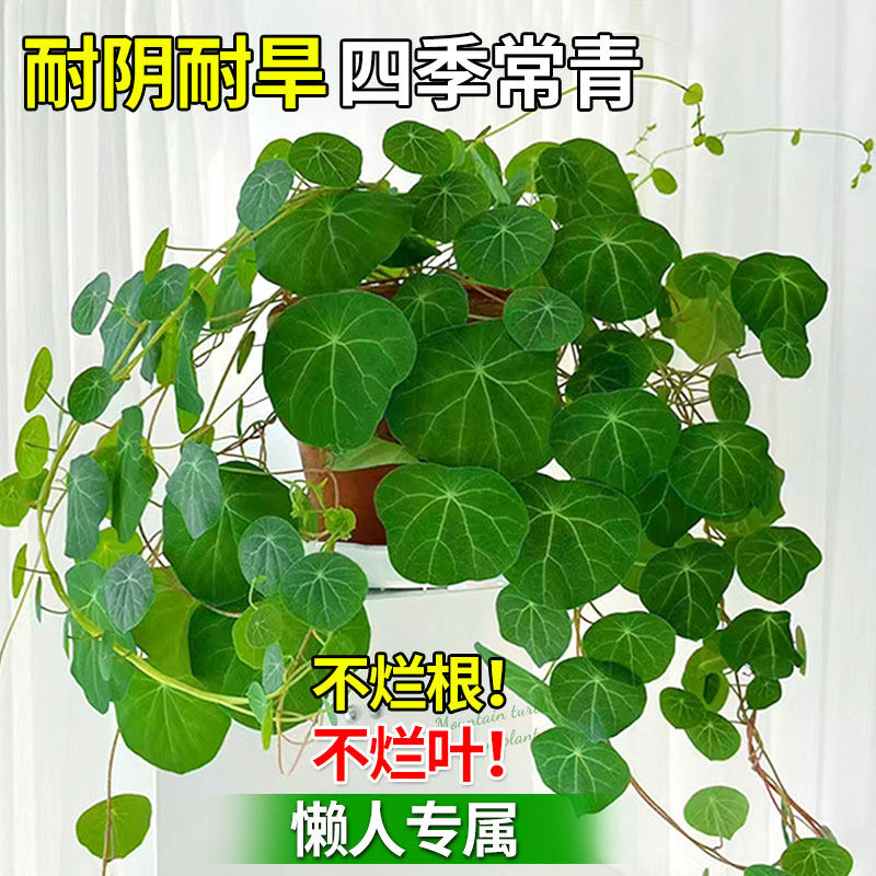 山乌龟种球爬藤植物水培钱串多肉植物室内盆栽红藤圆叶金不换好养,淘宝优惠券,粉丝福利购,淘宝优惠卷