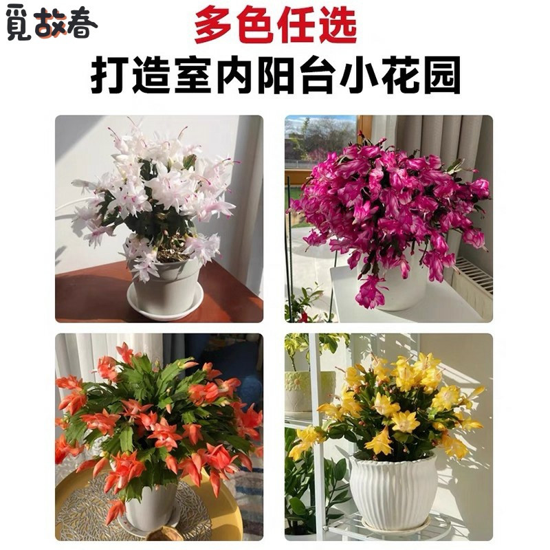 蟹爪兰苗多肉植物带根蟹抓兰仙人掌嫁接令箭荷花室内绿植花卉盆栽,淘宝优惠券,粉丝福利购,淘宝优惠卷