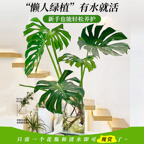 水培植物龟背竹盆栽老桩大叶绿植室内花卉客厅桌面好养吸绿萝 - 图1