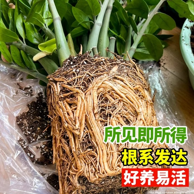 金钱树盆栽客厅大型招财树绿植办公室内桌面盆景摇钱串子好养植物 - 图1