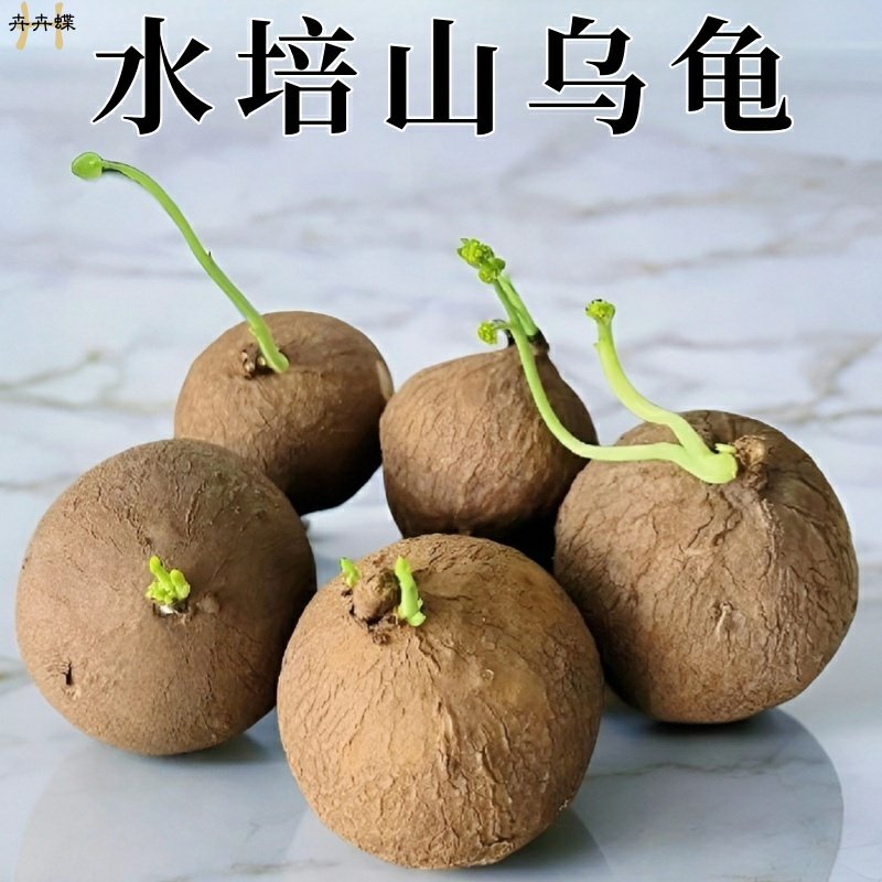 山乌龟种球爬藤植物水培钱串多肉植物室内盆栽红藤圆叶金不换好养,淘宝优惠券,粉丝福利购,淘宝优惠卷