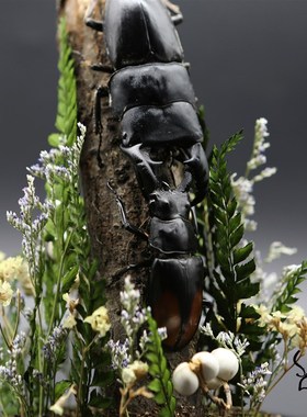 【决斗】大苏工作室甲虫标本x打斗生态微景观玻璃罩摆件兜虫锹甲