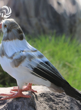 新品仿真鸽子摆件鸟类动物标本A羽毛白鸽灰鸽家居创意软装森系装