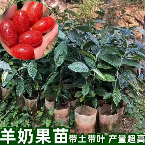 纯甜羊奶果树苗德甜二号云南羊奶果苗南北方种植盆栽地栽当年结果 - 图0
