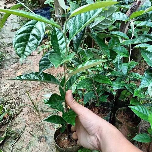 纯甜羊奶果树苗德甜二号云南羊奶果苗南北方种植盆栽地栽当年结果 - 图3