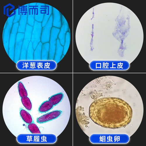 博而司显微镜生物标本切片观察配件动物植物细胞昆虫细菌微生物高清高透样本玻璃载玻片儿童学生教学套装实验 - 图3