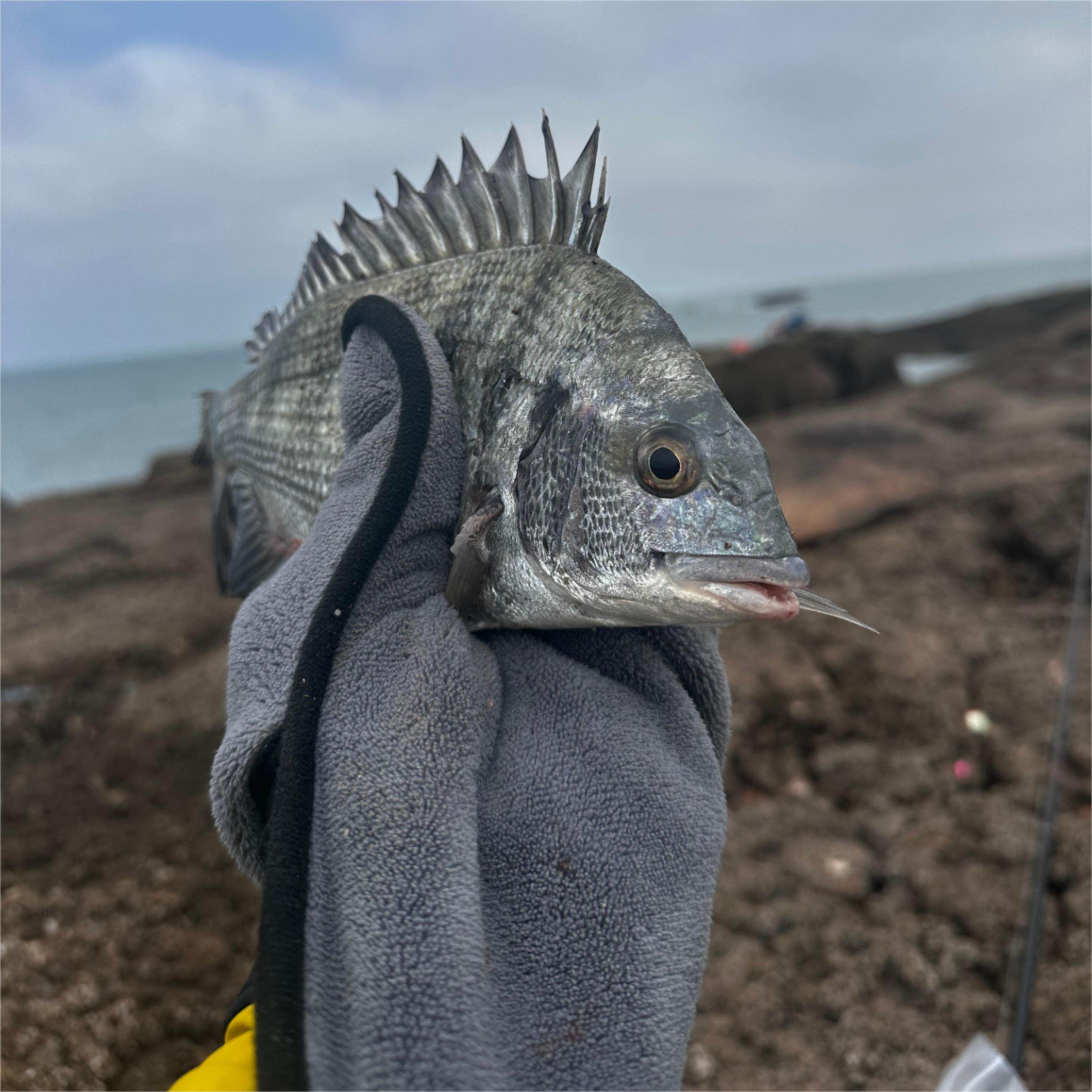 海钓路亚专用抓鱼毛巾磁吸扣防滑擦手巾渔具用品加厚吸水钓鱼手套,淘宝优惠券,粉丝福利购,淘宝优惠卷