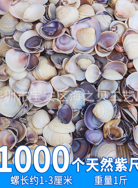 天然小贝壳海螺海星幼儿园手工艺品diy材料贝壳相框装饰鱼缸造景