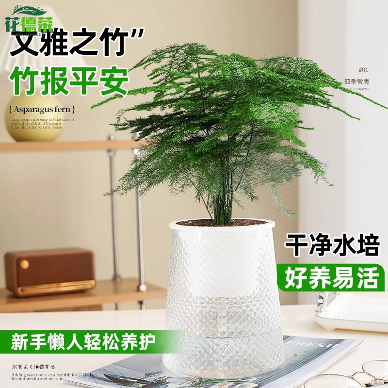 文竹盆栽植物室内客厅中式禅意盆景绿植办公室摆件高端花卉好养活,淘宝优惠券,粉丝福利购,淘宝优惠卷