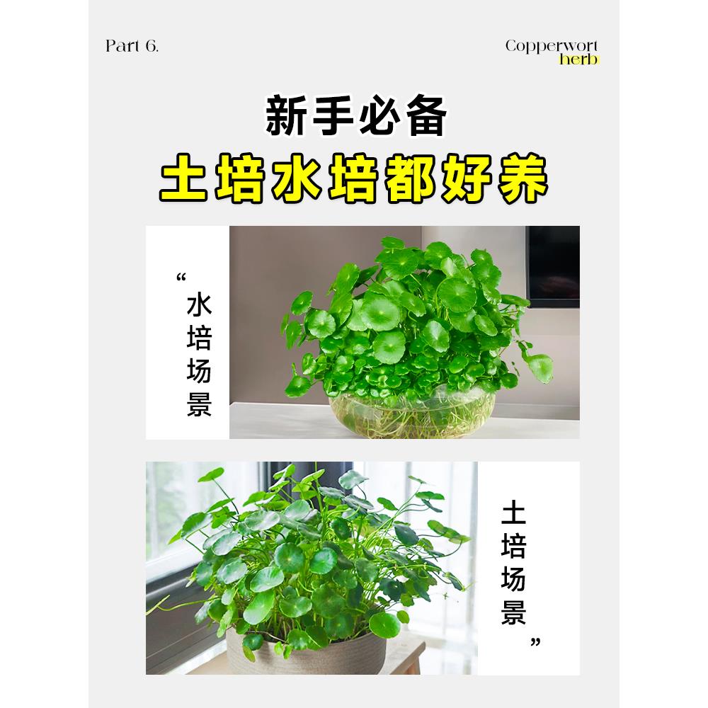 水培植物铜钱草金钱草带叶子室内水养花卉招财绿植盆栽四季好养活 - 图2