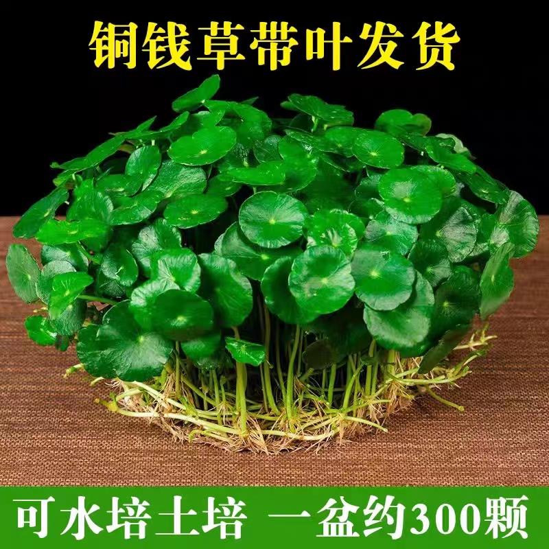 铜钱草水培土培盆栽室内花招财金钱草绿植花草好养易活 - 图0