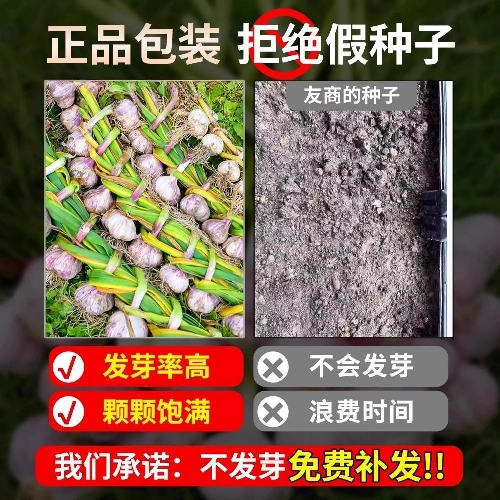 带芽大蒜种发芽新蒜高产紫皮蒜种干蒜种头可种可吃出蒜台水培蒜苗 - 图1