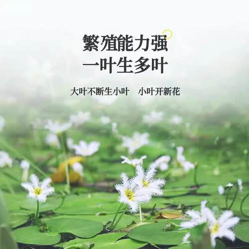 一叶莲无土水生水培植物水生水养鱼盆池碗莲盆栽莲花水养池塘水生 - 图3