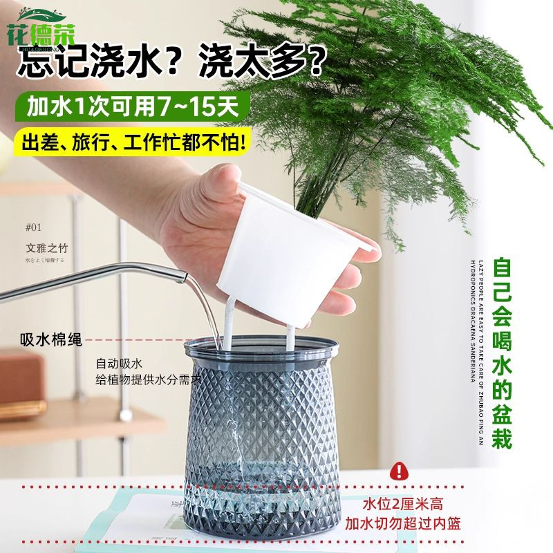文竹盆栽植物室内客厅中式禅意盆景绿植办公室摆件高端花卉好养活,淘宝优惠券,粉丝福利购,淘宝优惠卷