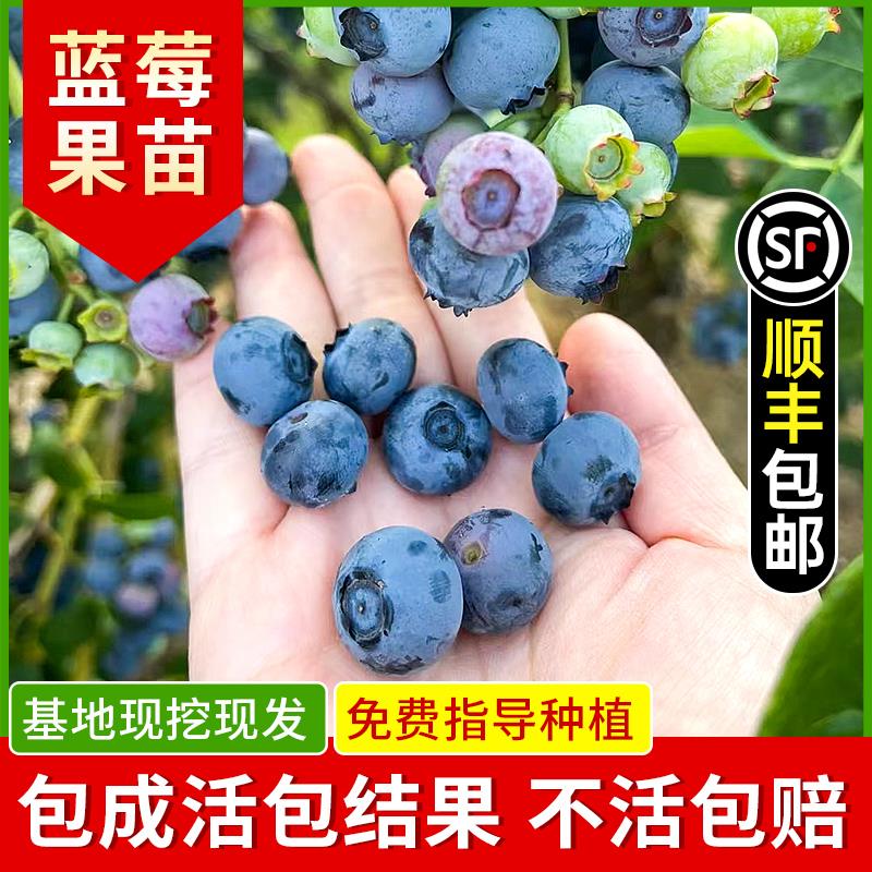 蓝莓树果苗带果蓝莓苗盆栽果树苗当年结果南北方种植兔眼特大阳台-图3