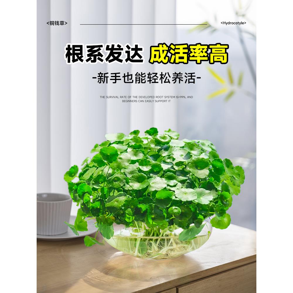 水培植物铜钱草金钱草带叶子室内水养花卉招财绿植盆栽四季好养活