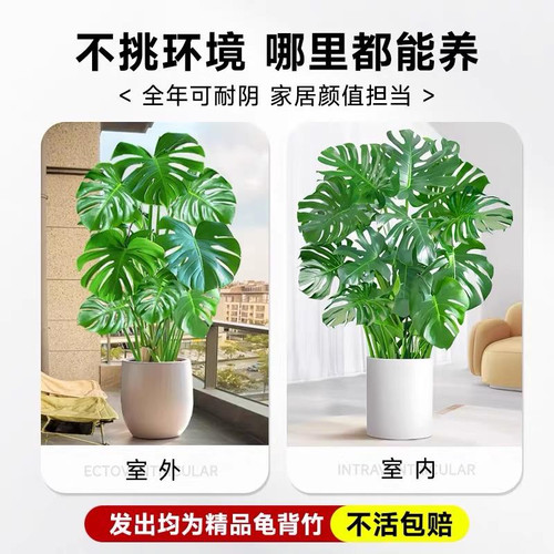 龟背竹盆栽大叶开背老桩客厅办公室内植物大型净化空气好养活绿植 - 图1