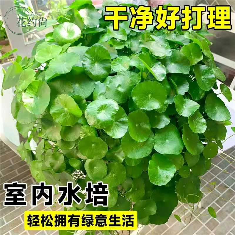 精品大叶铜钱草水培植物金钱草水养盆栽办公室内好养桌面绿植好养 - 图0