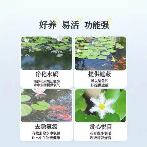 一叶莲无土水生水培植物水生水养鱼盆池碗莲盆栽莲花水养池塘水生 - 图2