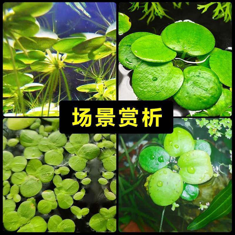 圆心萍浮萍水草植物鱼缸造景水培水芙蓉净化水质鱼虾龟缸漂浮水草,淘宝优惠券,粉丝福利购,淘宝优惠卷