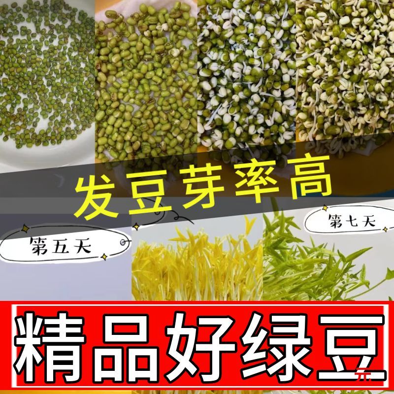 新货绿豆2500g五斤农家自产发豆芽专用绿豆汤煮粥五谷绿豆沙原料 - 图0