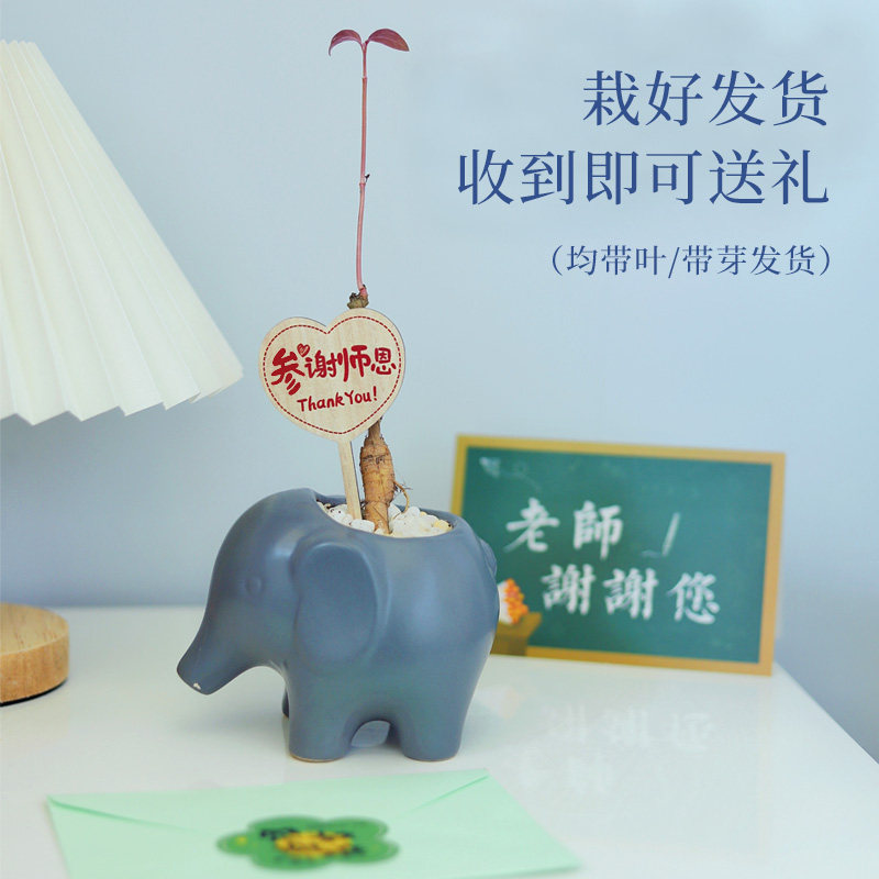 安第参花礼集一参一世感谢师恩老师生日礼物送男友人参盆栽教师节