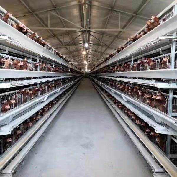 大层叠自动化笼具热镀锌蛋鸡笼加密加粗全自动收集清理鸡粪养殖用,淘宝优惠券,粉丝福利购,淘宝优惠卷