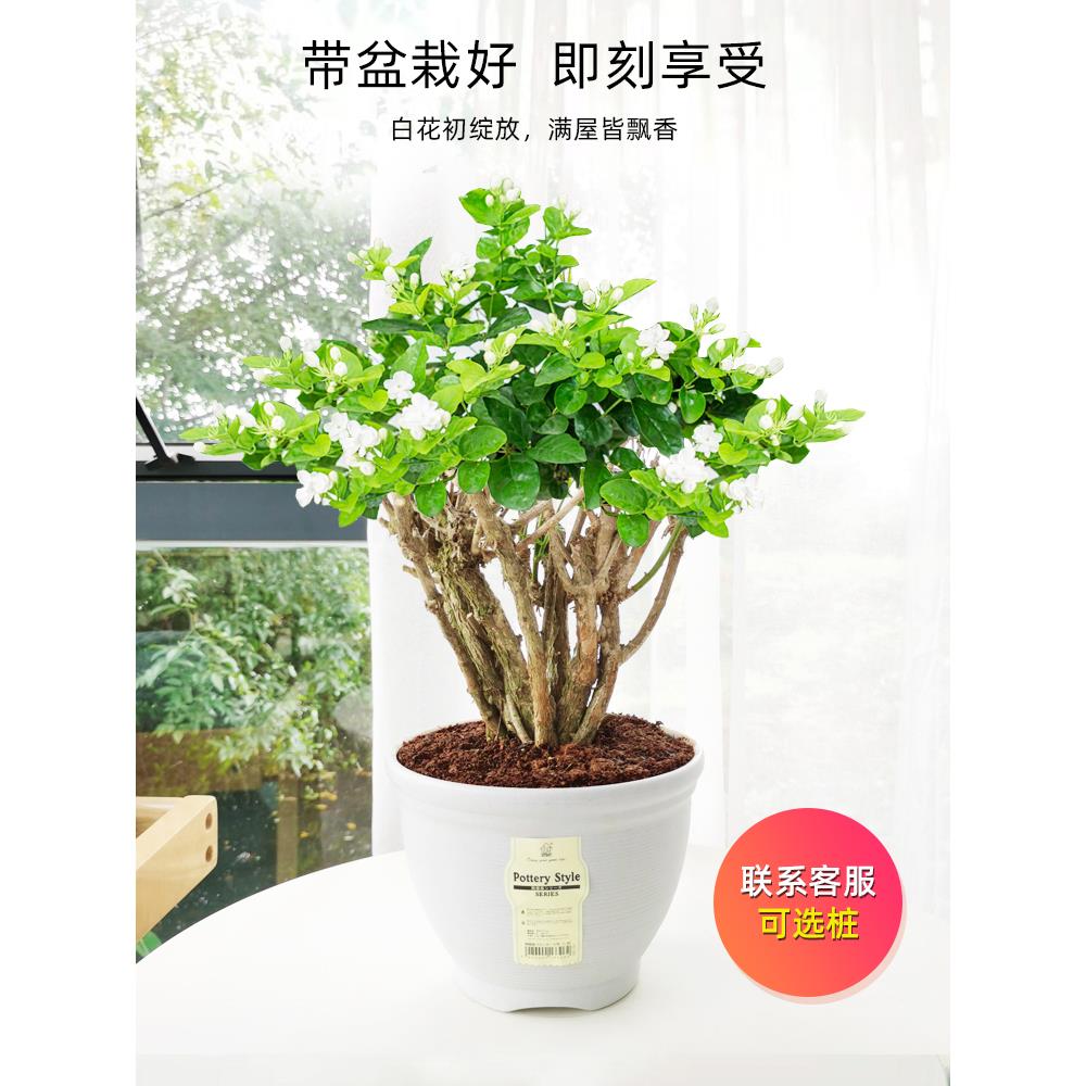 茉莉花盆栽独杆栀子花精品老桩盆景阳台绿植花卉单瓣茉莉花棒棒糖 - 图2