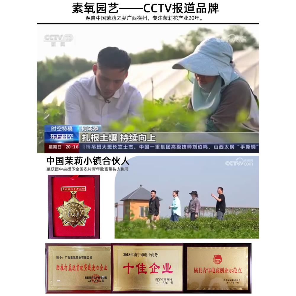 茉莉花盆栽独杆栀子花精品老桩盆景阳台绿植花卉单瓣茉莉花棒棒糖 - 图0