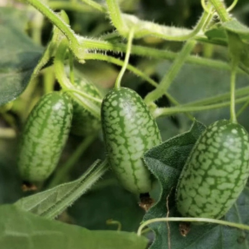 网红拇指西瓜 佩普基诺你小西瓜 新鲜水果不常见 清甜爆汁,淘宝优惠券,粉丝福利购,淘宝优惠卷