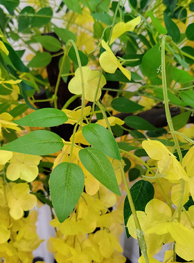 仿真紫藤花树假花树客厅装饰婚庆造景绿植物落地盆栽黄色紫藤花树