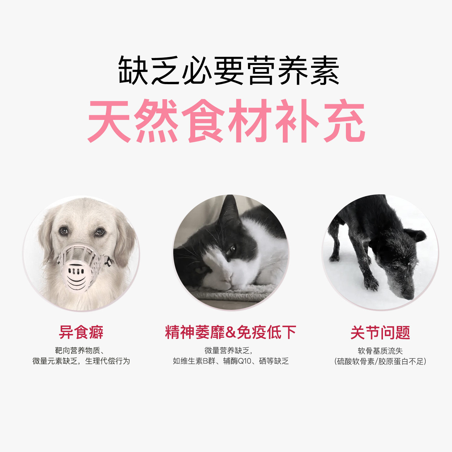 【肉食凶猛】冻干猫狗零食抵御力小方兔内脏营养守护增强活力,淘宝优惠券,粉丝福利购,淘宝优惠卷