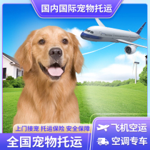 Pet Consignment Service Nationwide Beijing Shanghai Guangzhou Special Car Transport Dog Cat Airlift Airlift Airlift