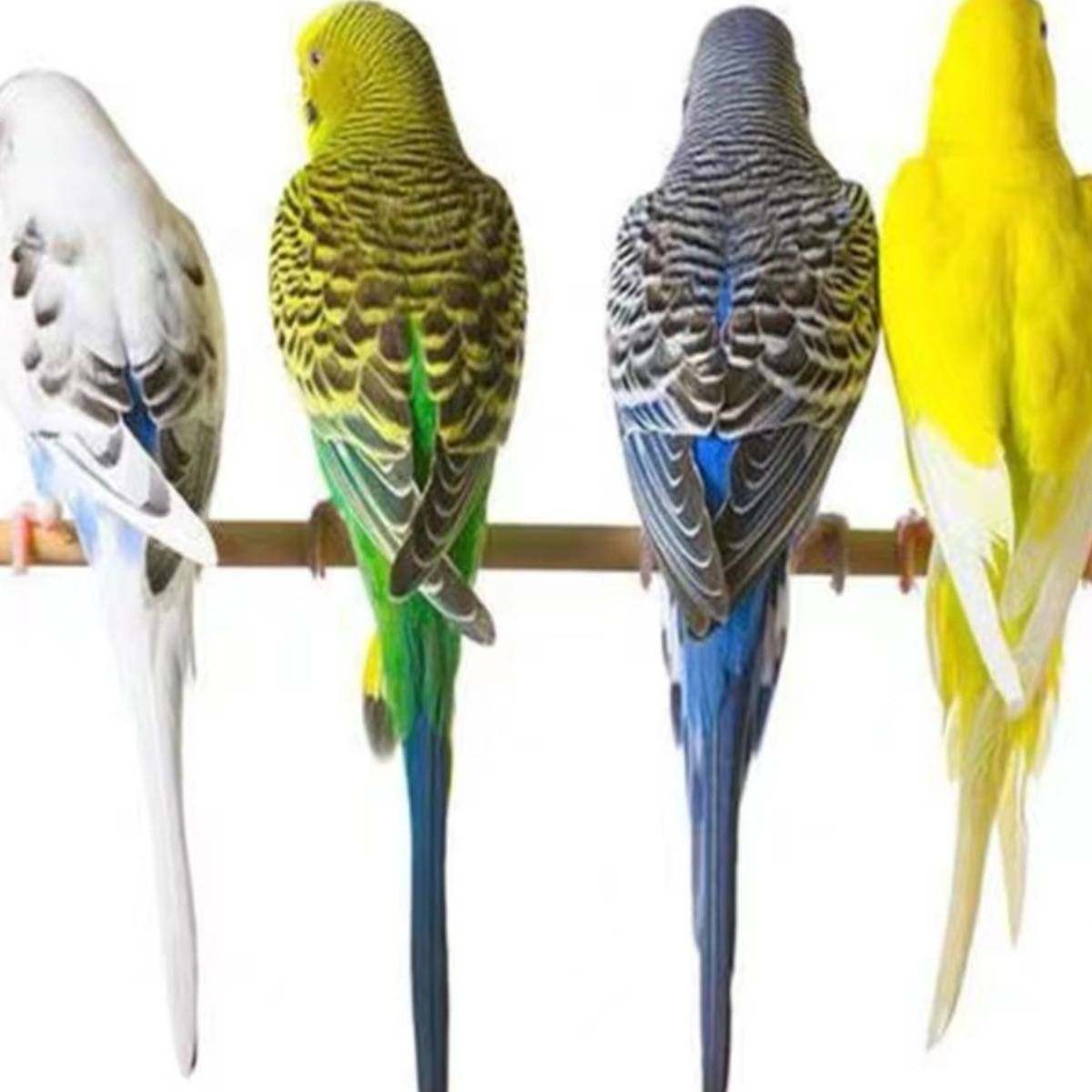 鹦鹉活鸟活物虎皮鹦鹉会学说话的鸟类宠物鸟云斑小型家养小鸟活体,淘宝优惠券,粉丝福利购,淘宝优惠卷