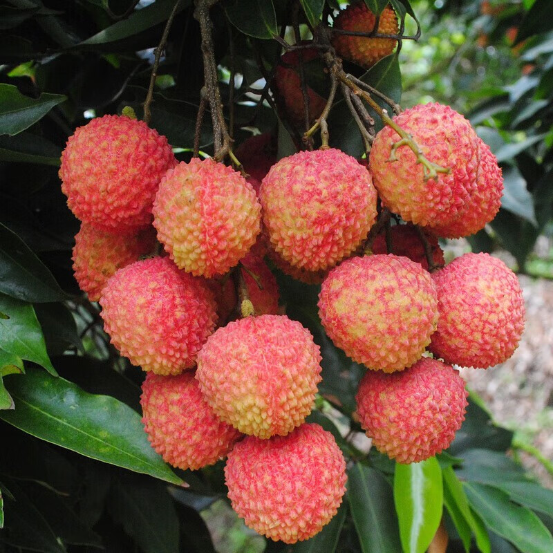 荔枝新鲜当季鲜果广西三月红荔枝水果酸甜可口5斤现摘妃笑子冷链 - 图1