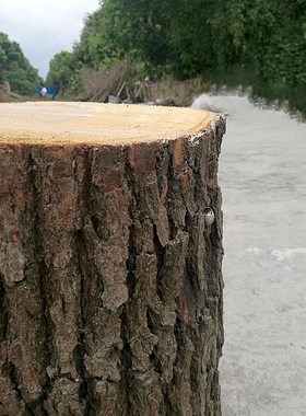 带皮香樟树段庭院客厅装饰原木茶几凳摆件树桩废弃旧X树根木桩墩