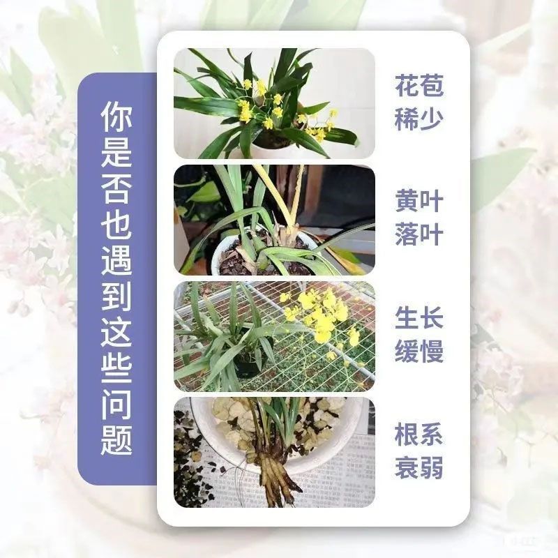 文心兰营养液专治开 花慢不开 花掉花苞黄叶枯萎免稀释高,淘宝优惠券,粉丝福利购,淘宝优惠卷