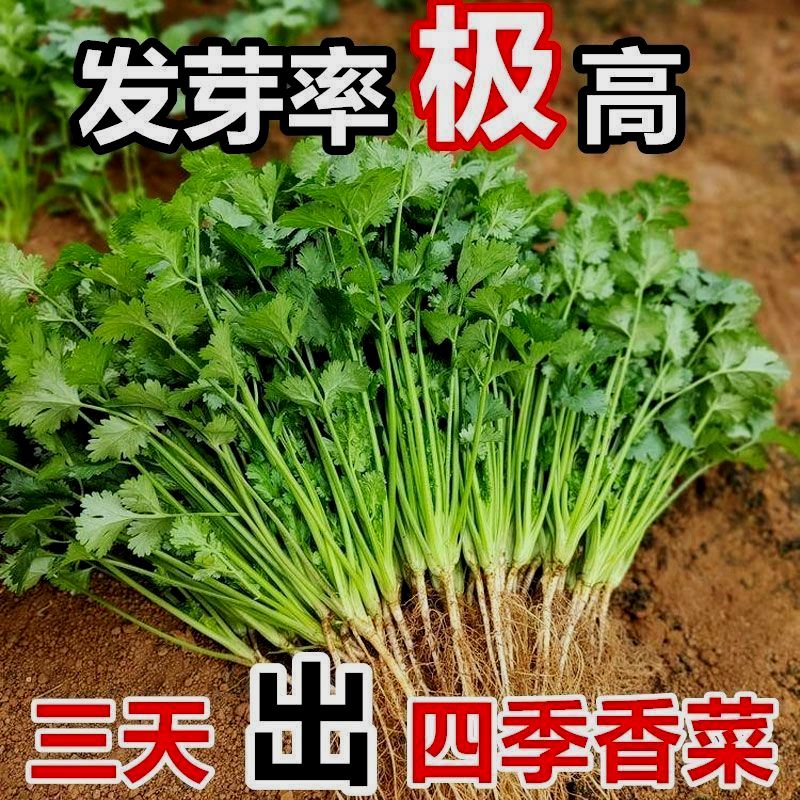 【新种】耐热四季速生香菜种子三天出大叶芫荽种籽农家阳台盆栽